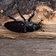 Lucanus Cervus Femmina