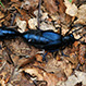 Meloe Violaceus