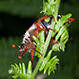 Melolontha Melolontha