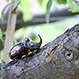 Oryctes Nasicornis