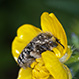 Oxythyrea Funesta