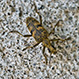 Rhagium Mordax