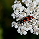 Trichodes Apiarius
