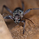 Xylotrechus Stebbingi