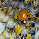 Adalia Bipunctata
