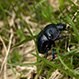 Anoplotrupes Stercorosus