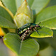 Cetonia Aurata