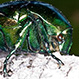 Cetonischema Aeruginosa
