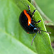 Chrysolina Rossia