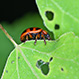 Gonioctena Fornicata