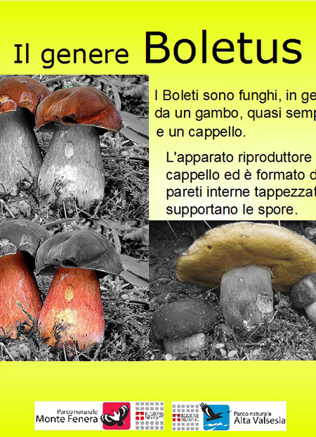 Il genere Boletus