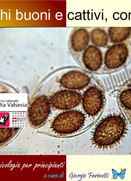Funghi buoni e cattivi