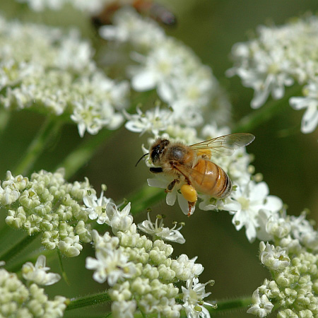 Apis Mellifera