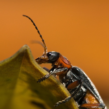 Cantharis Rustica