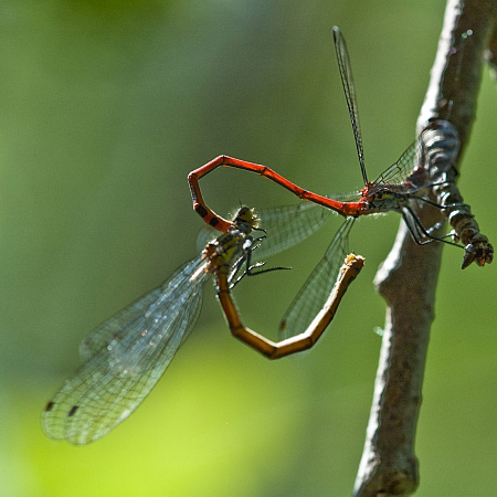 Ceriagrion Tenellum