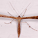 Emmelina Monodactyla