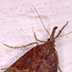 Hypena Rostralis