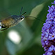 Macroglossum Stellatarum