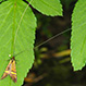 Nemophora Degeerella