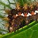 Acronicta Rumicis