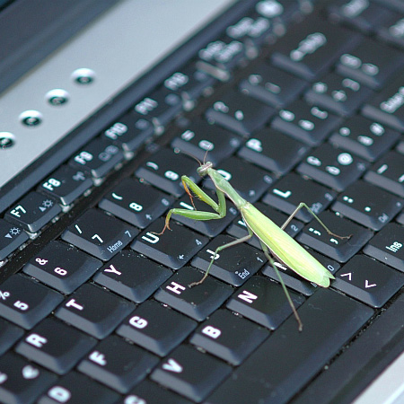 Mantis Religiosa